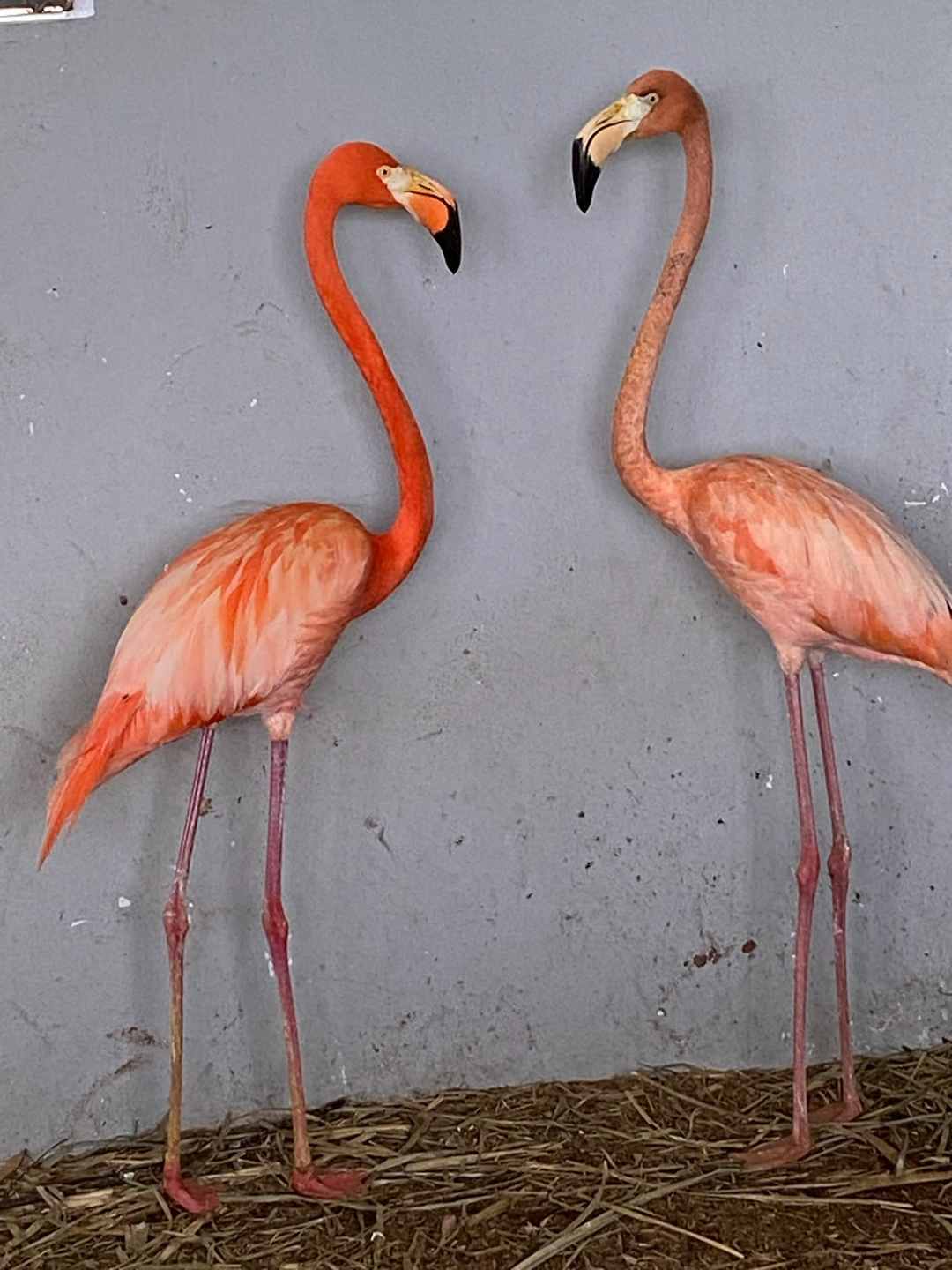 Dos flamencos frente a frente junto a una pared clara