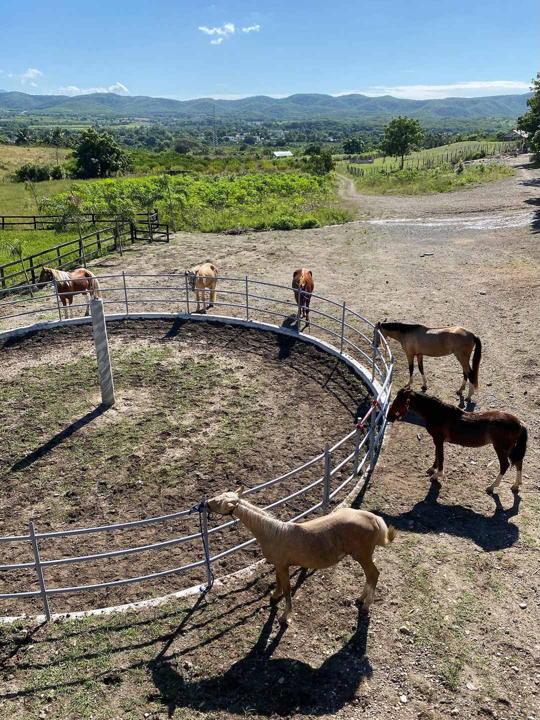Caballos alrededor del corral redondo, con el valle detrás