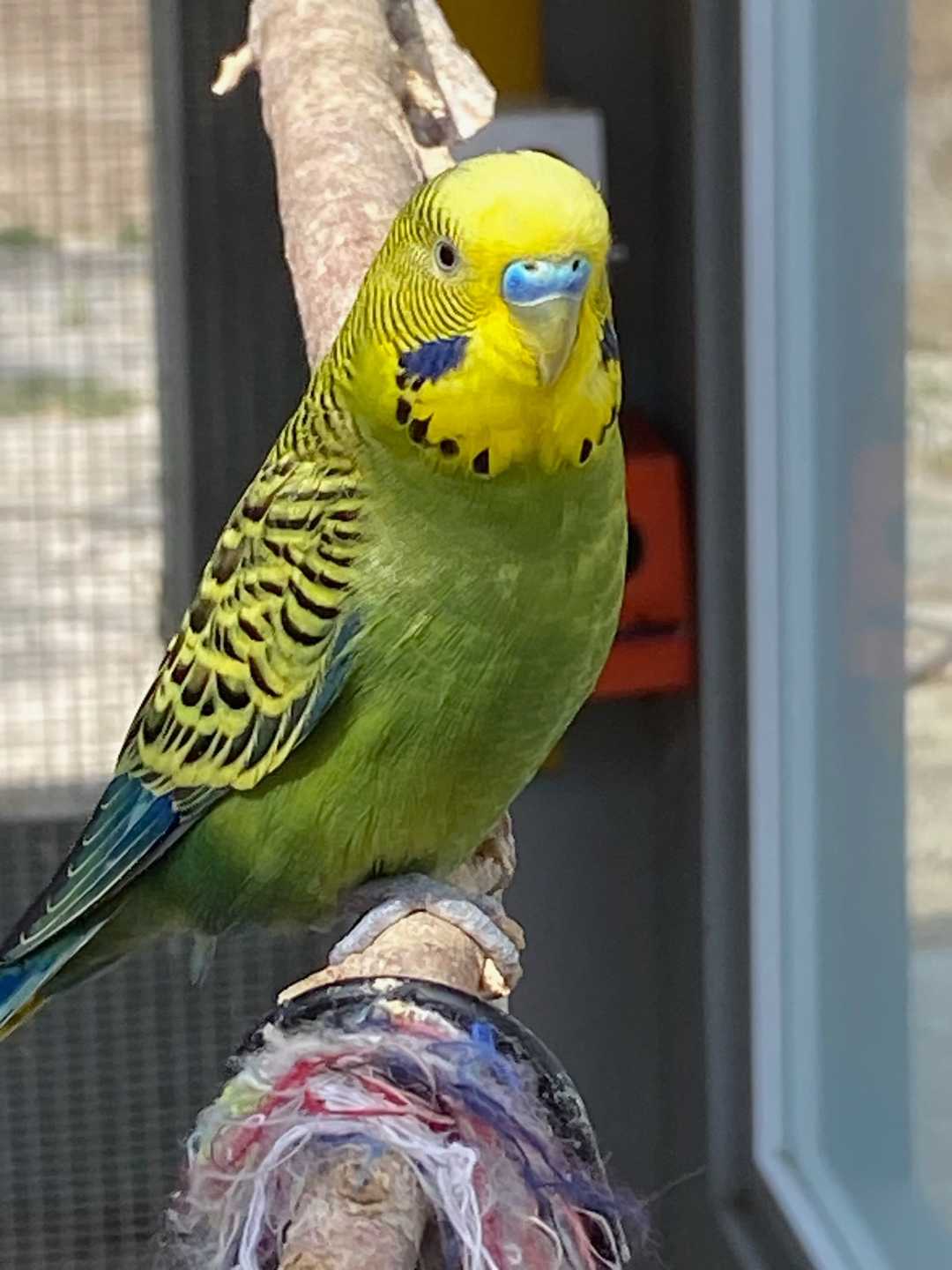 Un periquito verde y amarillo en una rama