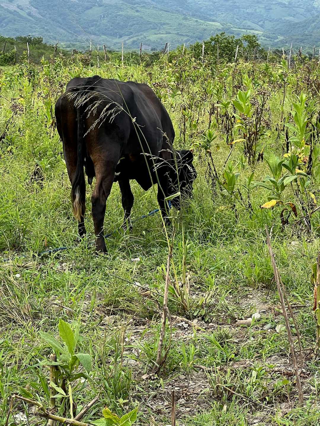 Una vaca negra pastando en el monte