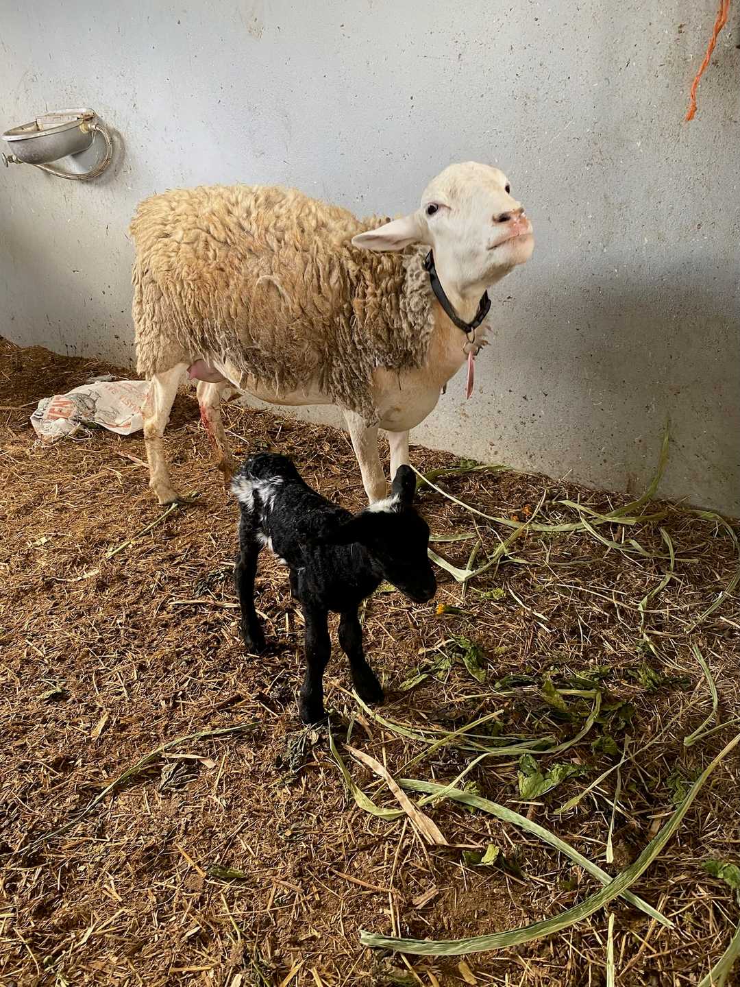 Una oveja con su cordero negro en el establo