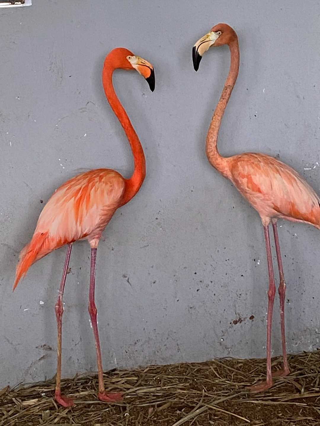 Dos flamencos frente a frente junto a una pared clara