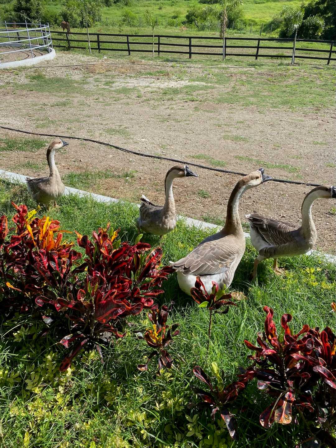 Gansos en fila entre los crotos