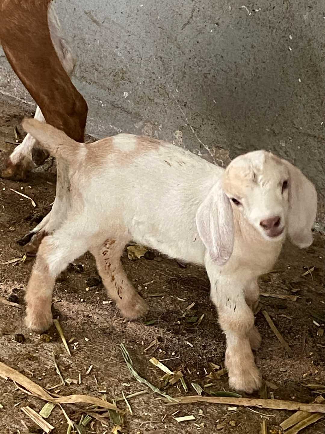 Un cabrito blanco y canela en el corral