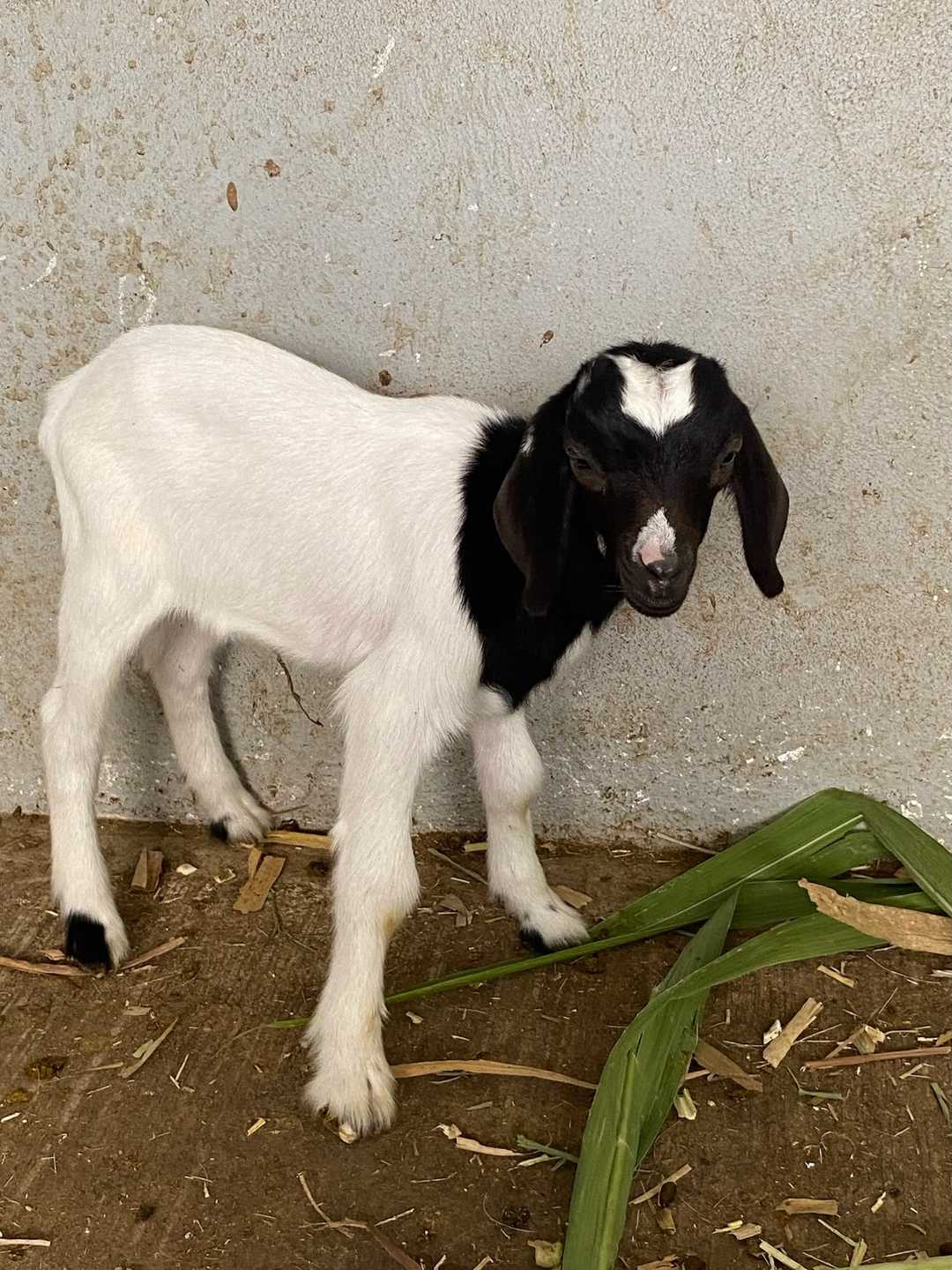 Un cabrito blanco de cabeza negra junto a la pared