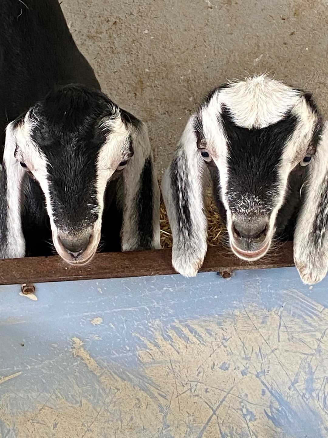 Dos cabras asomadas por la puerta del corral