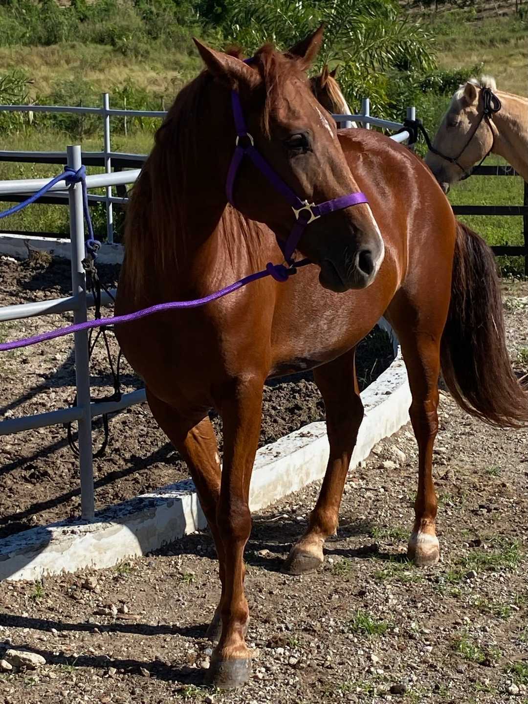 Un caballo alazán con un cabestro morado