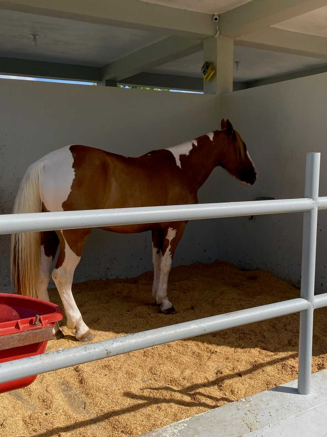 Un caballo pinto en su establo