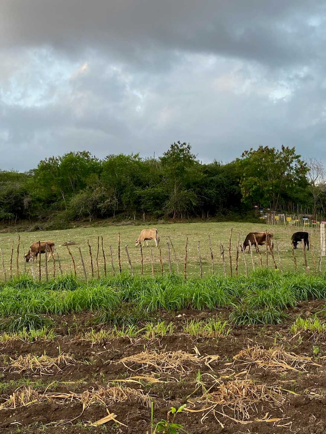 Caballos pastando bajo un cielo nublado