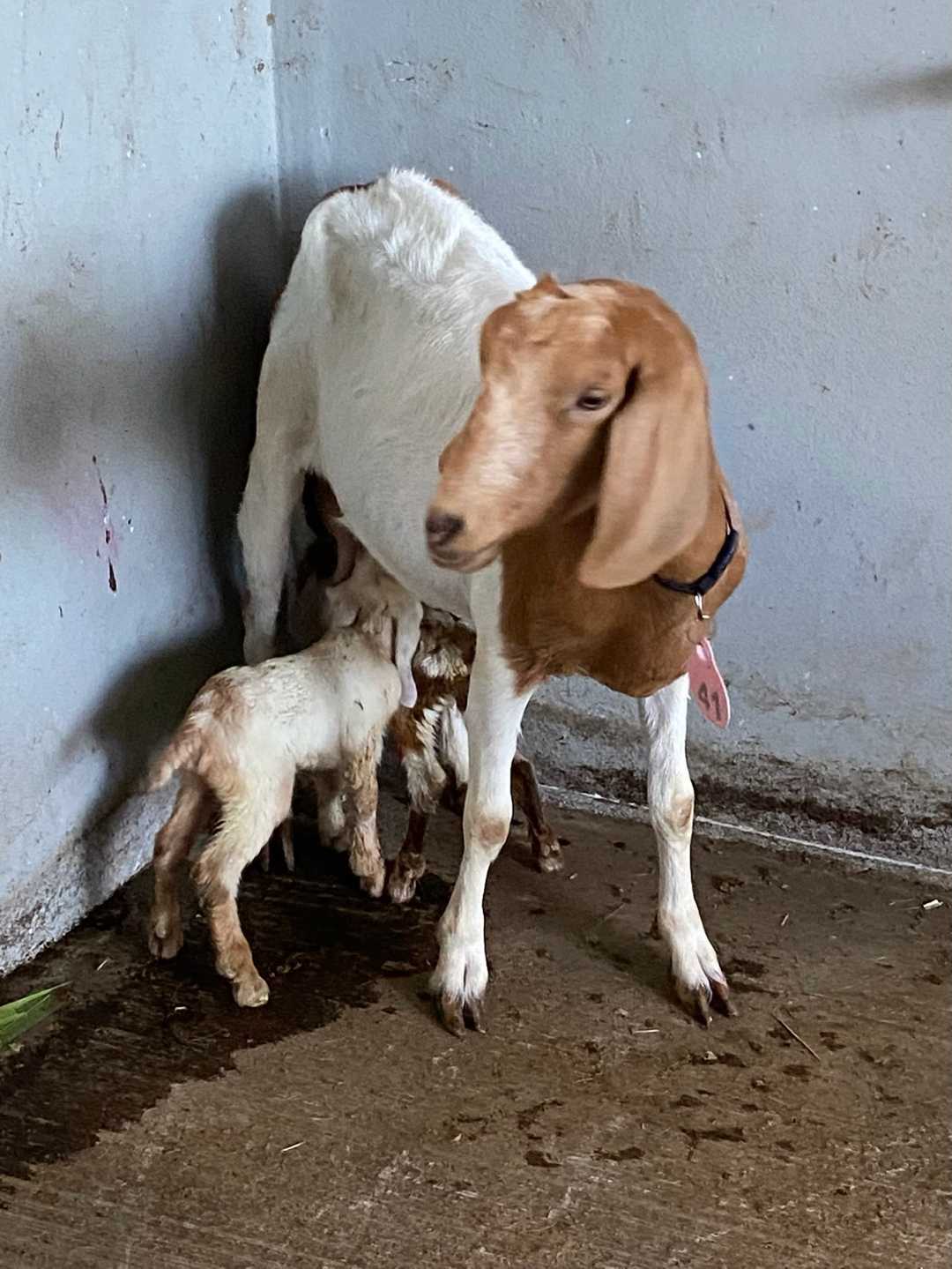Una cabra amamantando a su cría recién nacida