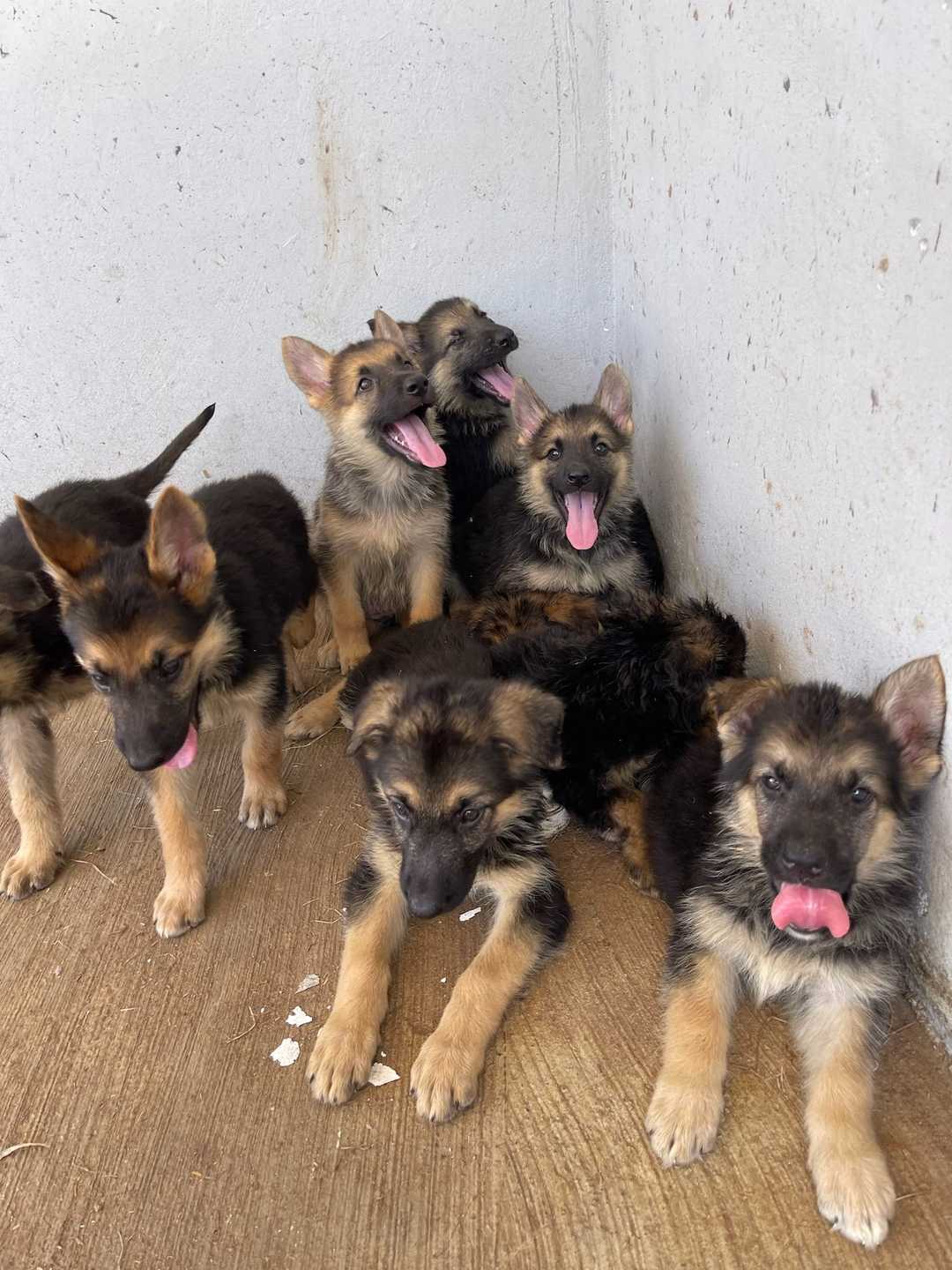 Cachorros de pastor alemán juntos en un rincón