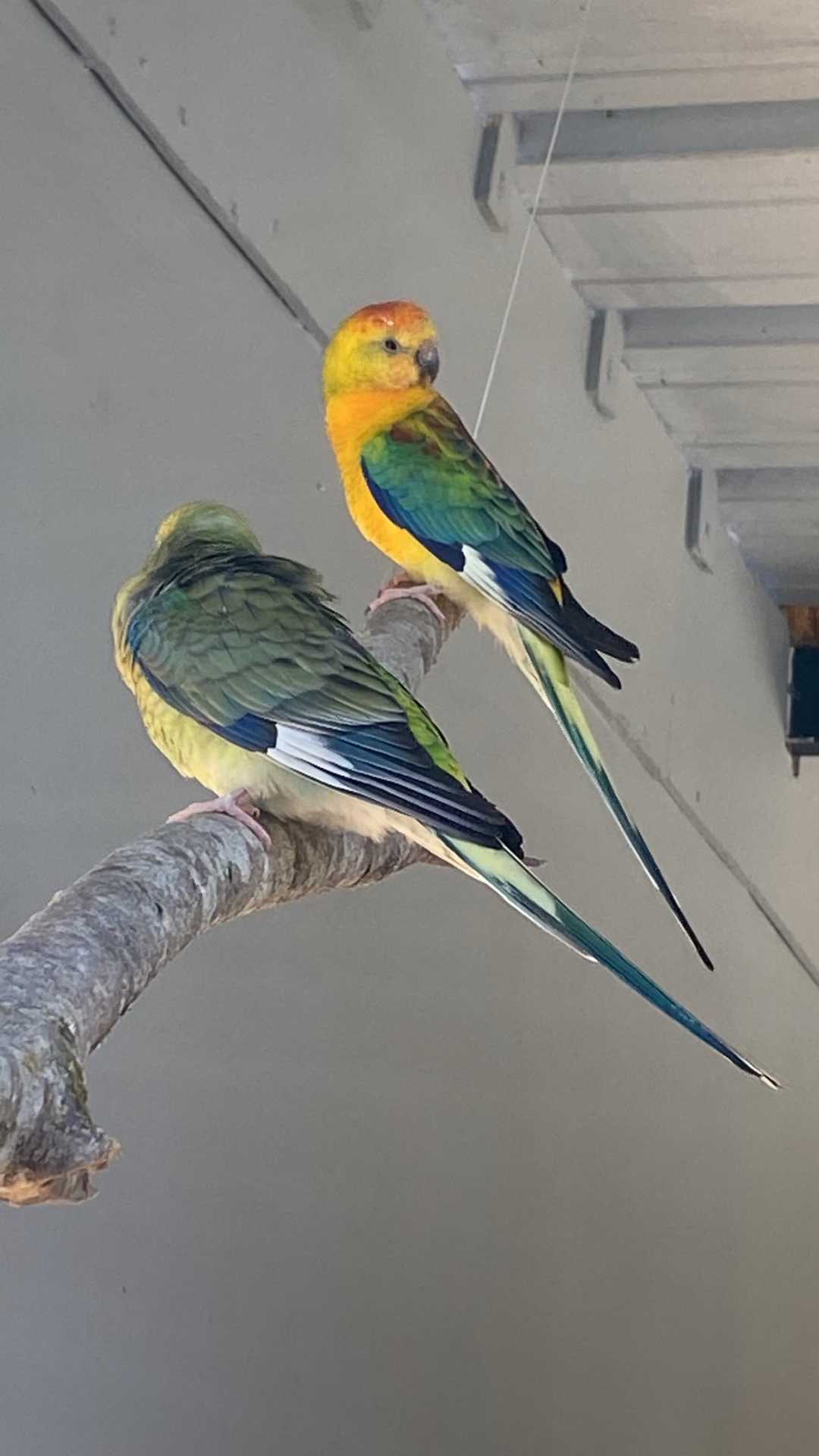Una rosella y periquitos en una rama