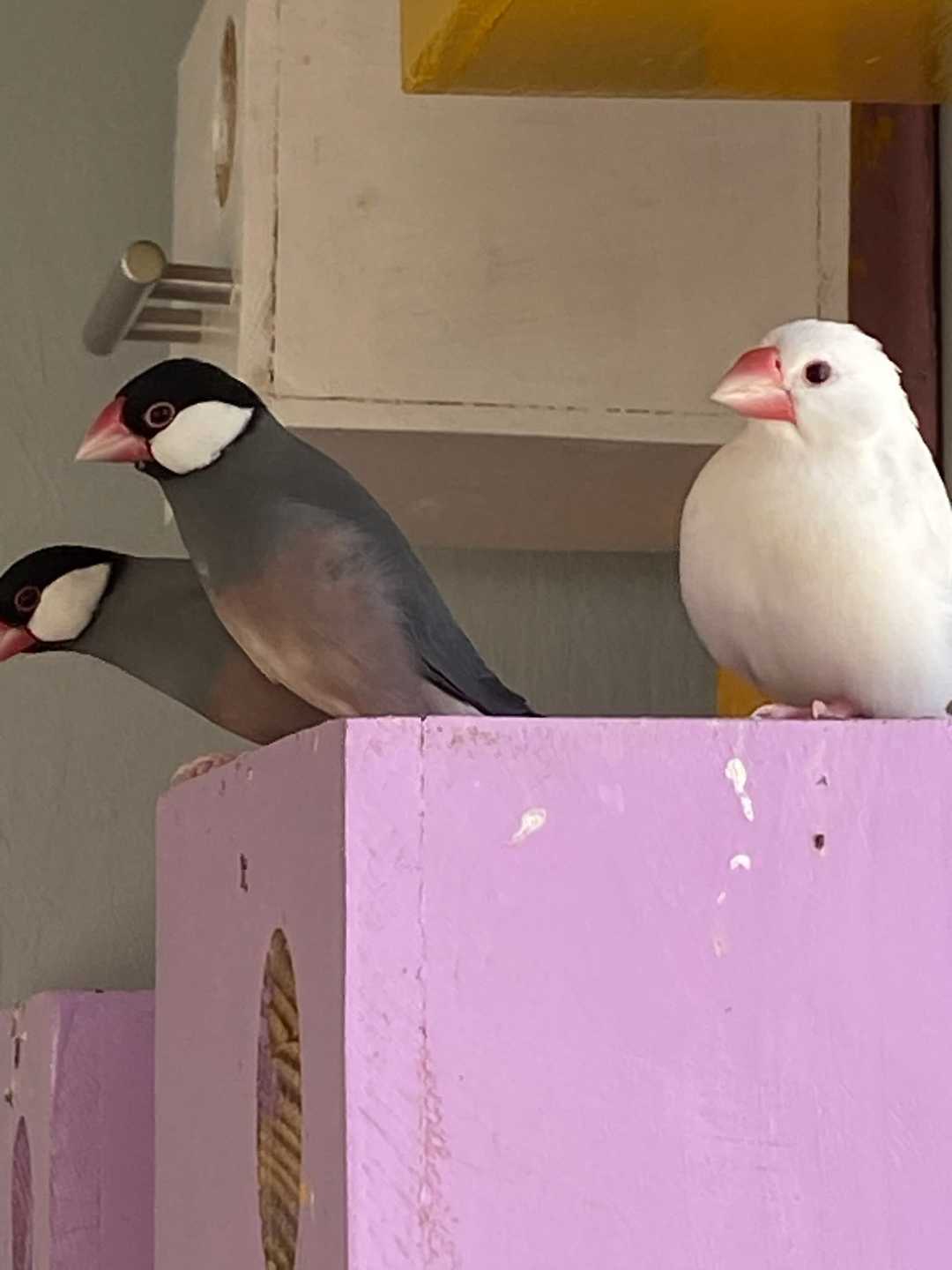 Dos gorriones de Java, uno gris y otro blanco