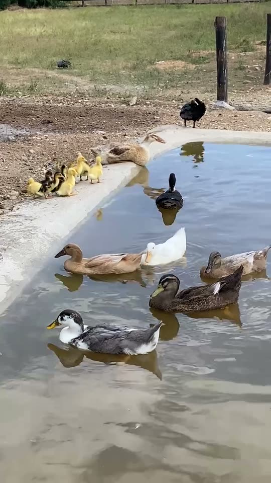 Patos nadando en el estanque y patitos en la orilla