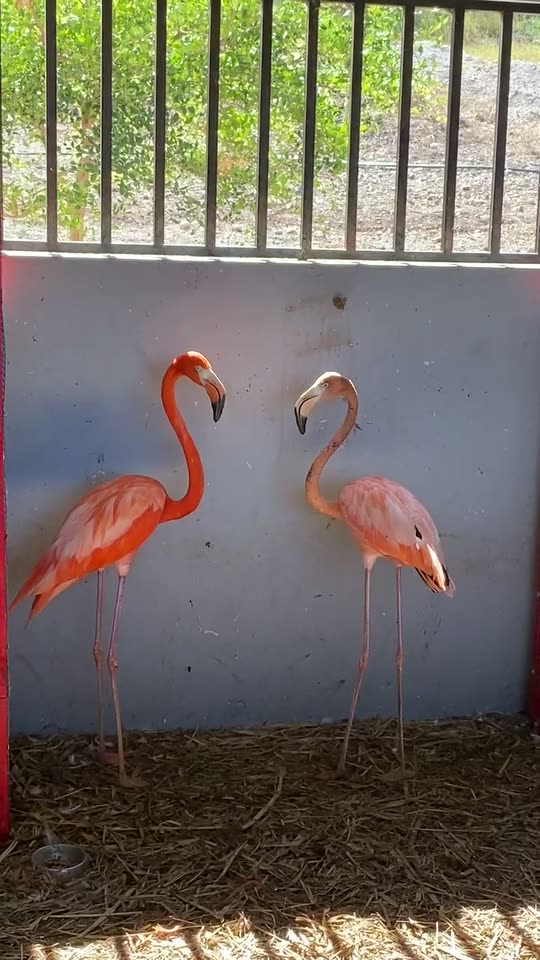 Dos flamencos en su corral
