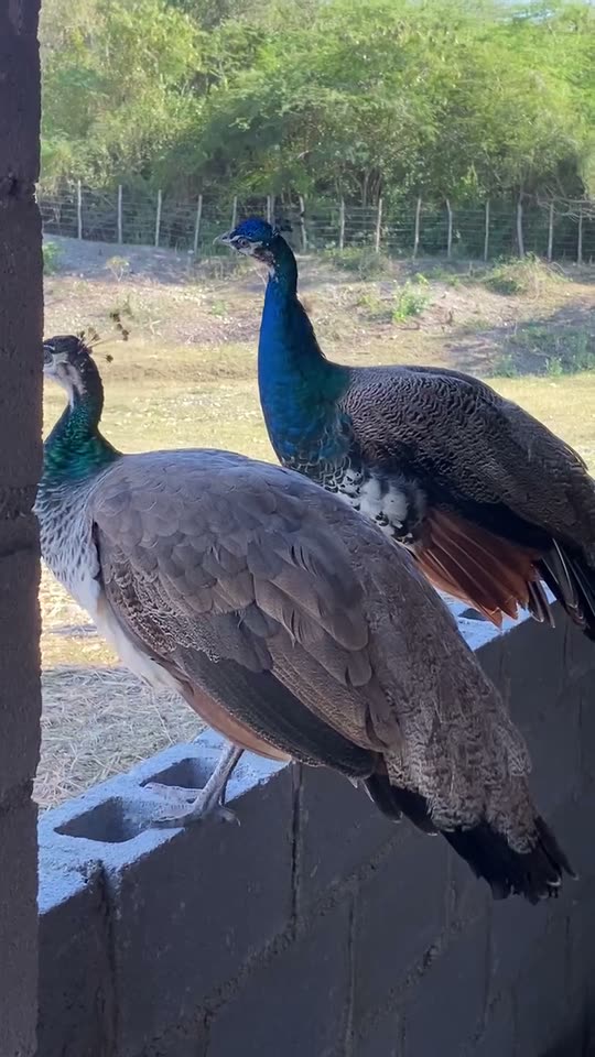 Un pavo real y una pava real sobre un muro, con el campo detrás